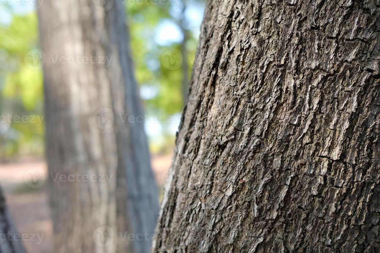 Close up Tree Trunk in the Park. photo