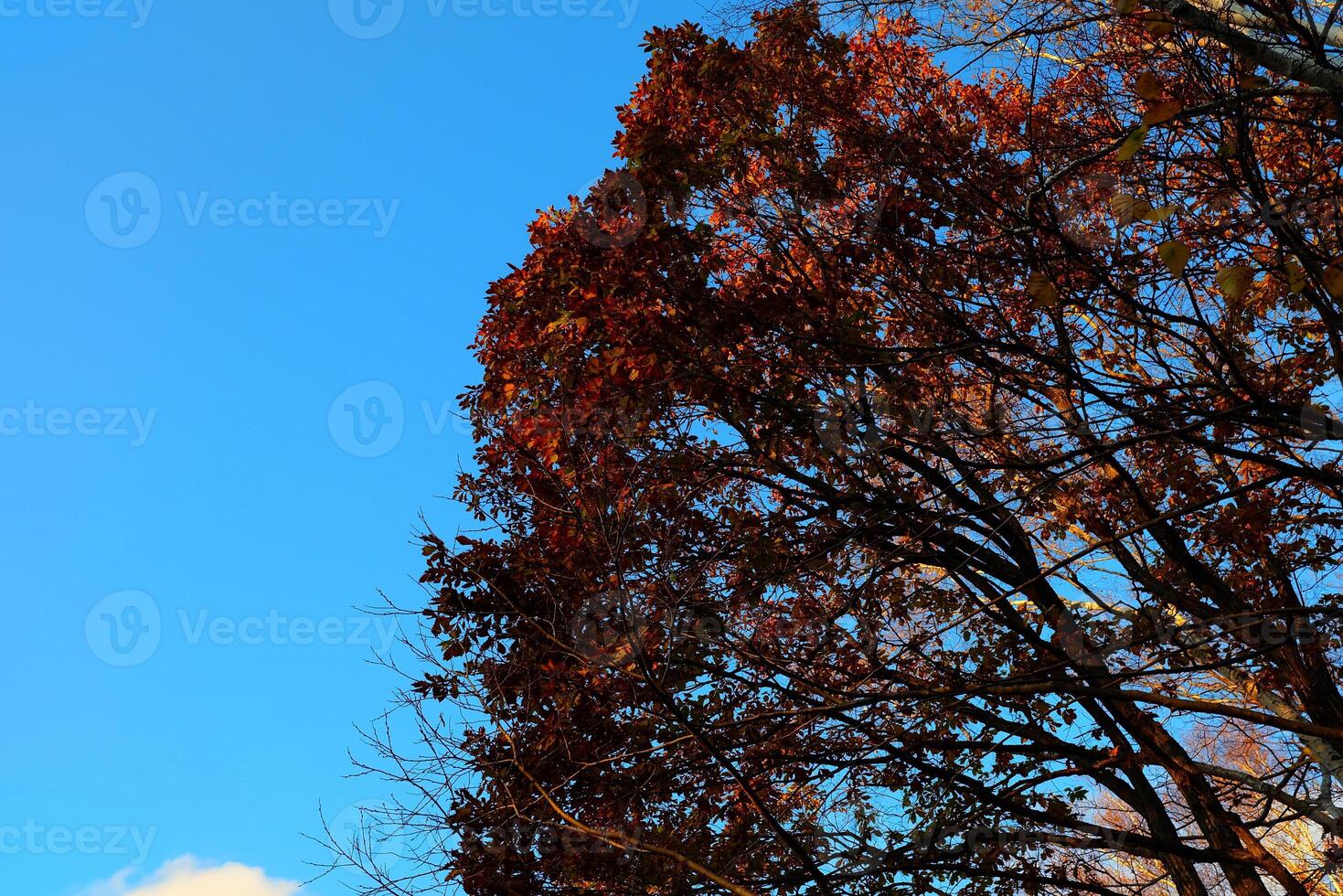 Trees in the Autumn Forest Background. photo