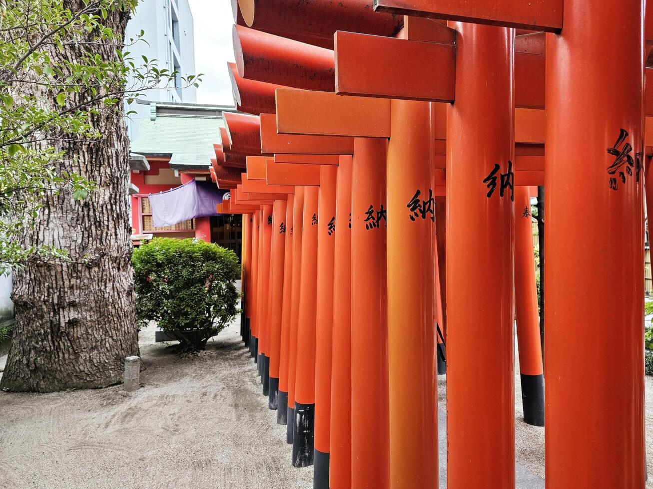 FUKUOKA, JAPAN  NOVEMBER 13, 2023 Red Torii gates at Kushida Jinja shrine where is a Shinto shrine located in Hakata-ku, Fukuoka, Japan, was founded in in 757. photo