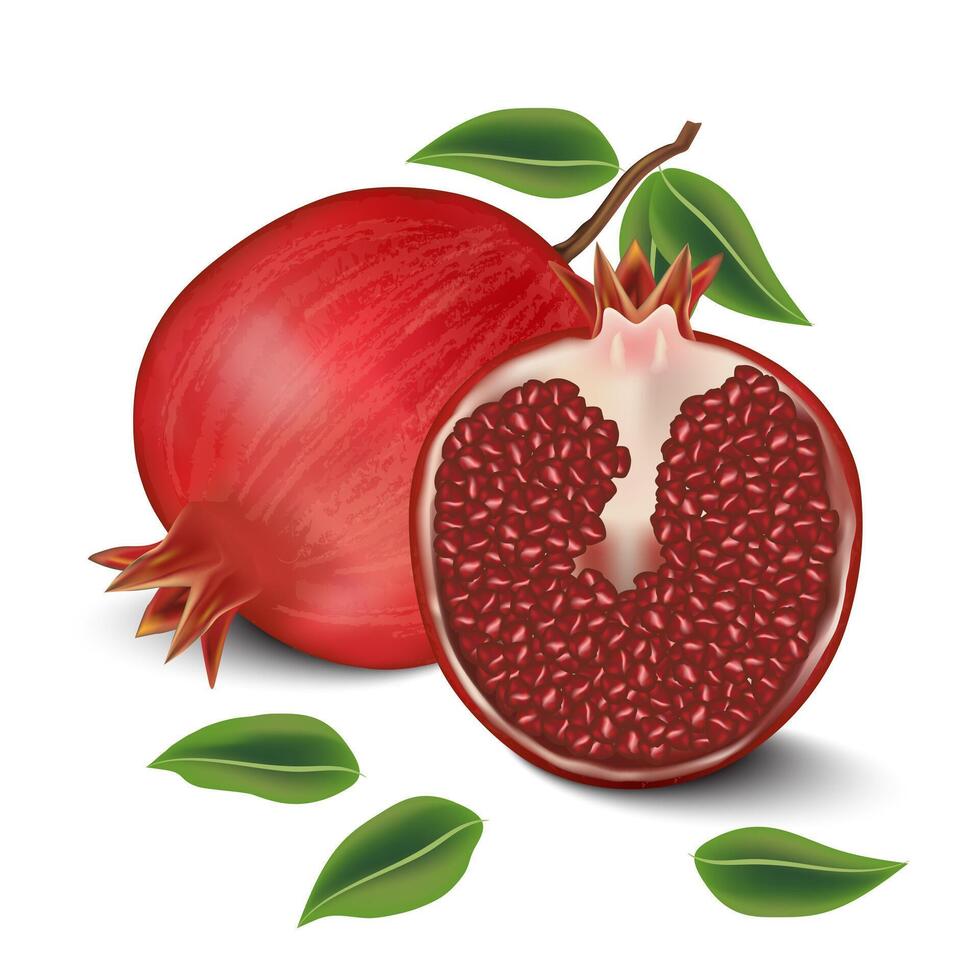 Pomegranate fruit and pomegranate cut in half isolated on white background. Vector illustration EPS 10.