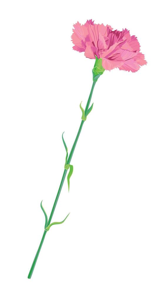 Pink carnation isolated on white background. Vector picture for greeting cards for Valentine's Day, Mother's Day, May 9. Flowers for wedding decor.