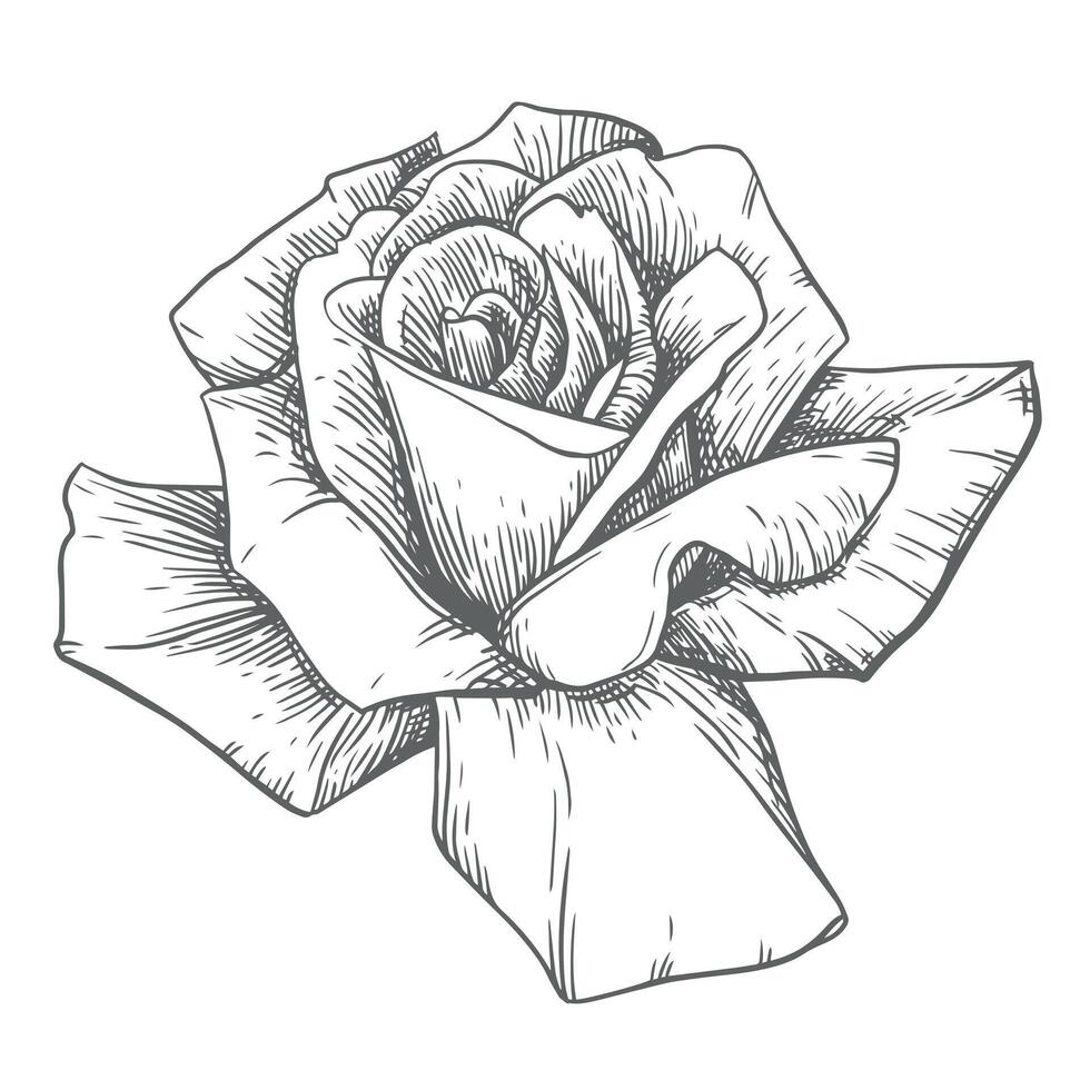 Vintage rose, floral engraving. Victorian style plants, ink drawing. Sketch of a black and white tattoo in the old school style. Botanical vector illustration.