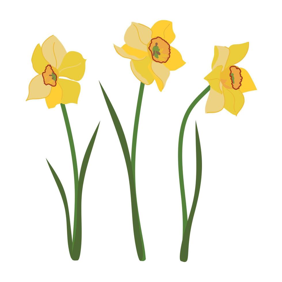 Yellow daffodils set with green leaves in flat style. Cartoon vector illustration of narcissus. Jonquils flower isolated on white background.