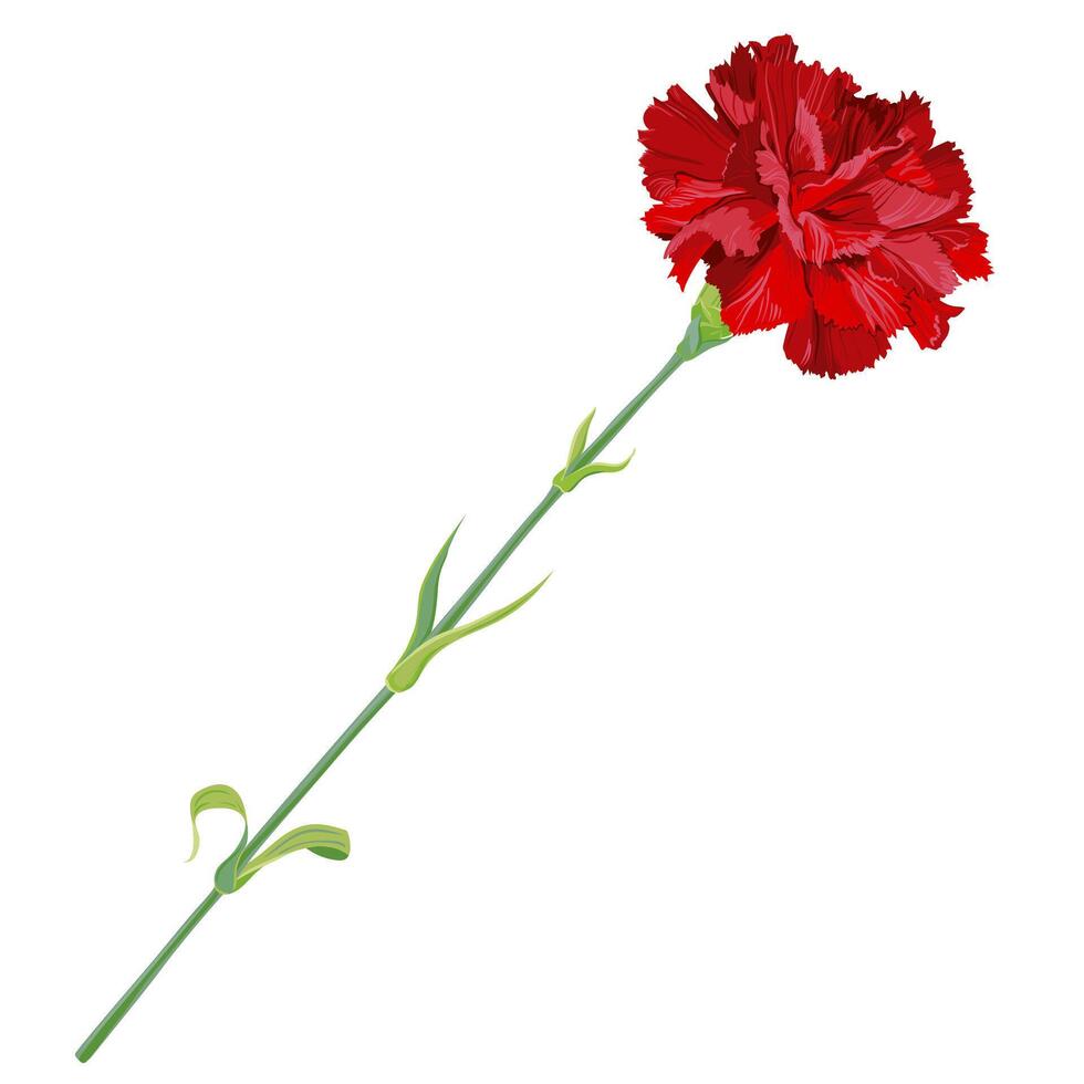 Red carnation isolated on a white background. Vector clip art for greeting cards for Valentine's Day, Mother's Day, May 9. Flowers for wedding decor.