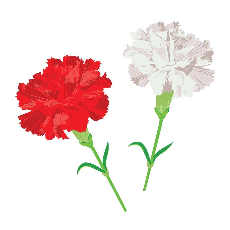 blanco y rojo clavel aislado en un blanco antecedentes. vector acortar Arte para saludo tarjetas para San Valentín día, de la madre día. flores para Boda decoración.