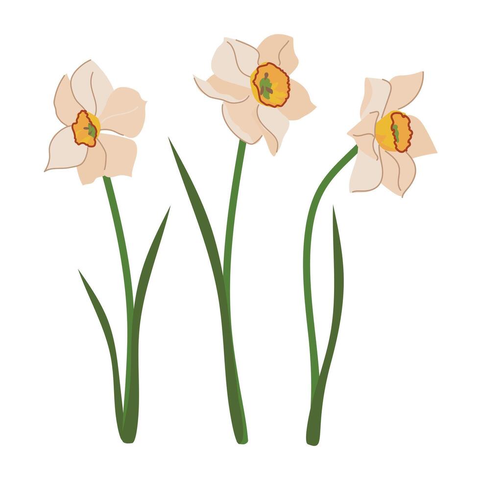 White daffodils set with green leaves in flat style. Cartoon vector illustration of narcissus. Jonquils flower isolated on white background.