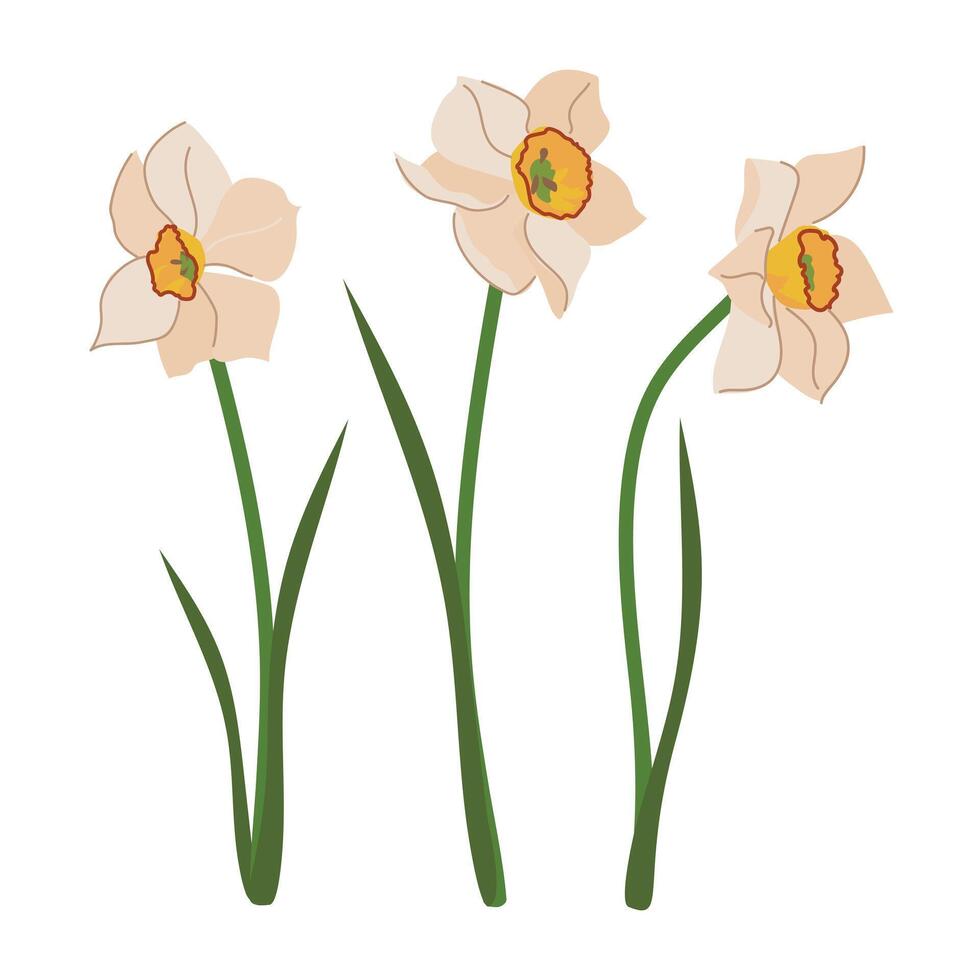 blanco narcisos conjunto con verde hojas en plano estilo. dibujos animados vector ilustración de narciso. Jonquils flor aislado en blanco antecedentes.