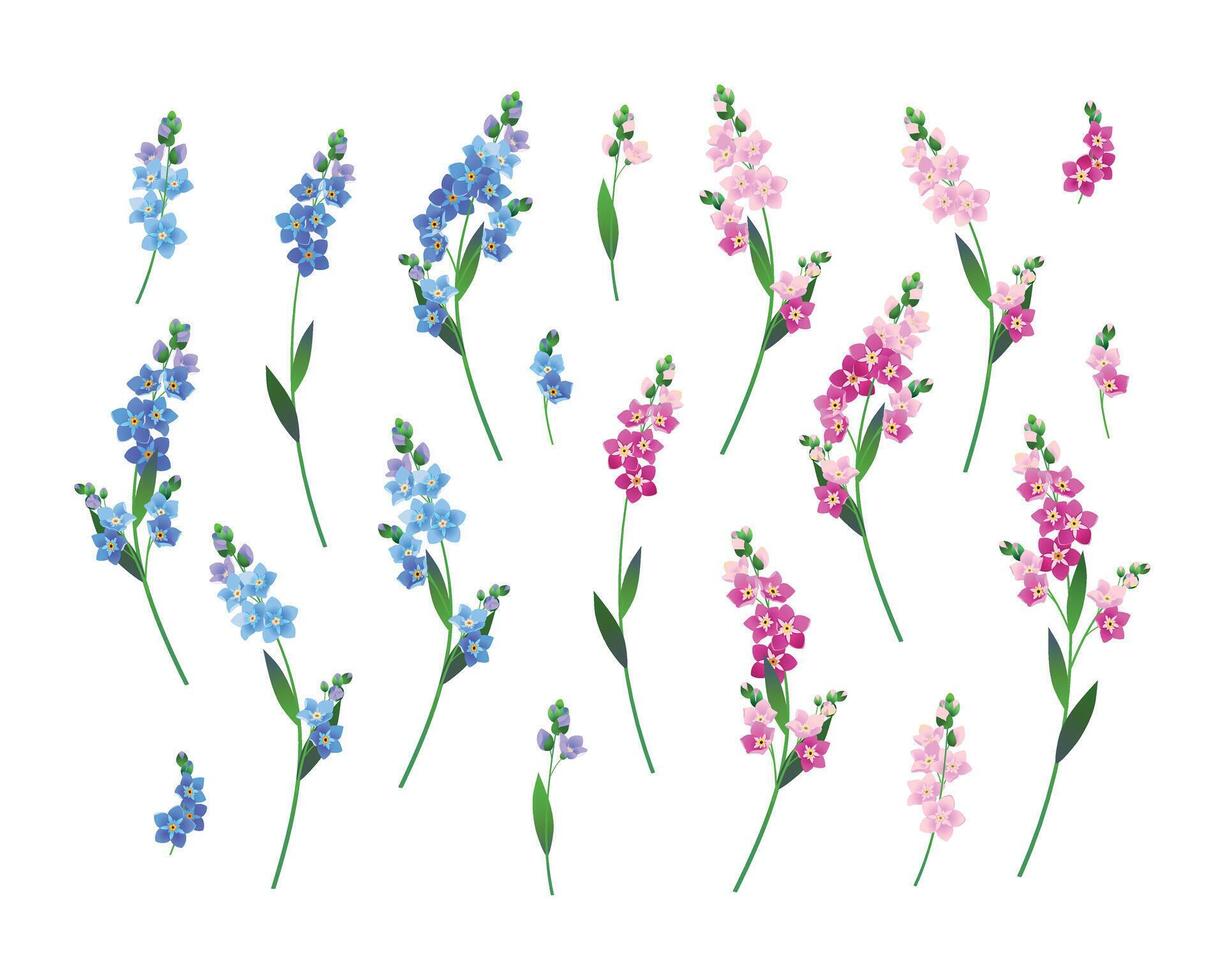 Set of blue and pink forget-me-nots on a white background. Vector illustration for wedding design.