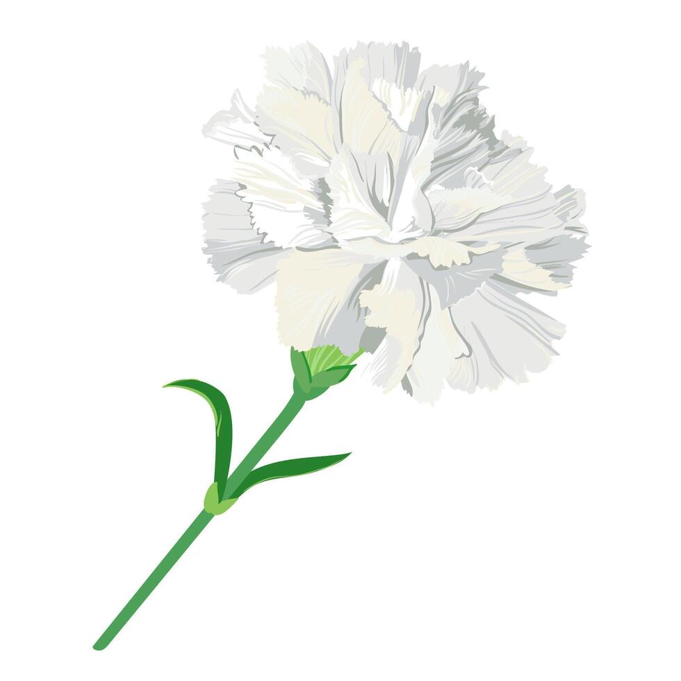 White carnation with a green stem isolated on a white background. A flower for a wedding boutonniere. Vector clip art for invitations.