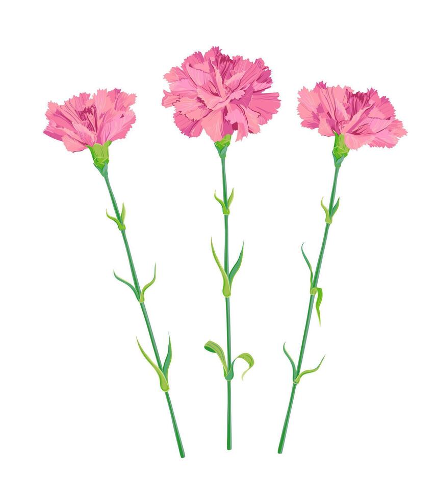 Three pink carnations on a white background. Delicate white flowers on long green stems. Set for Mother's Day, Victory Day, 9 May. Vector clipart for wedding invitations.