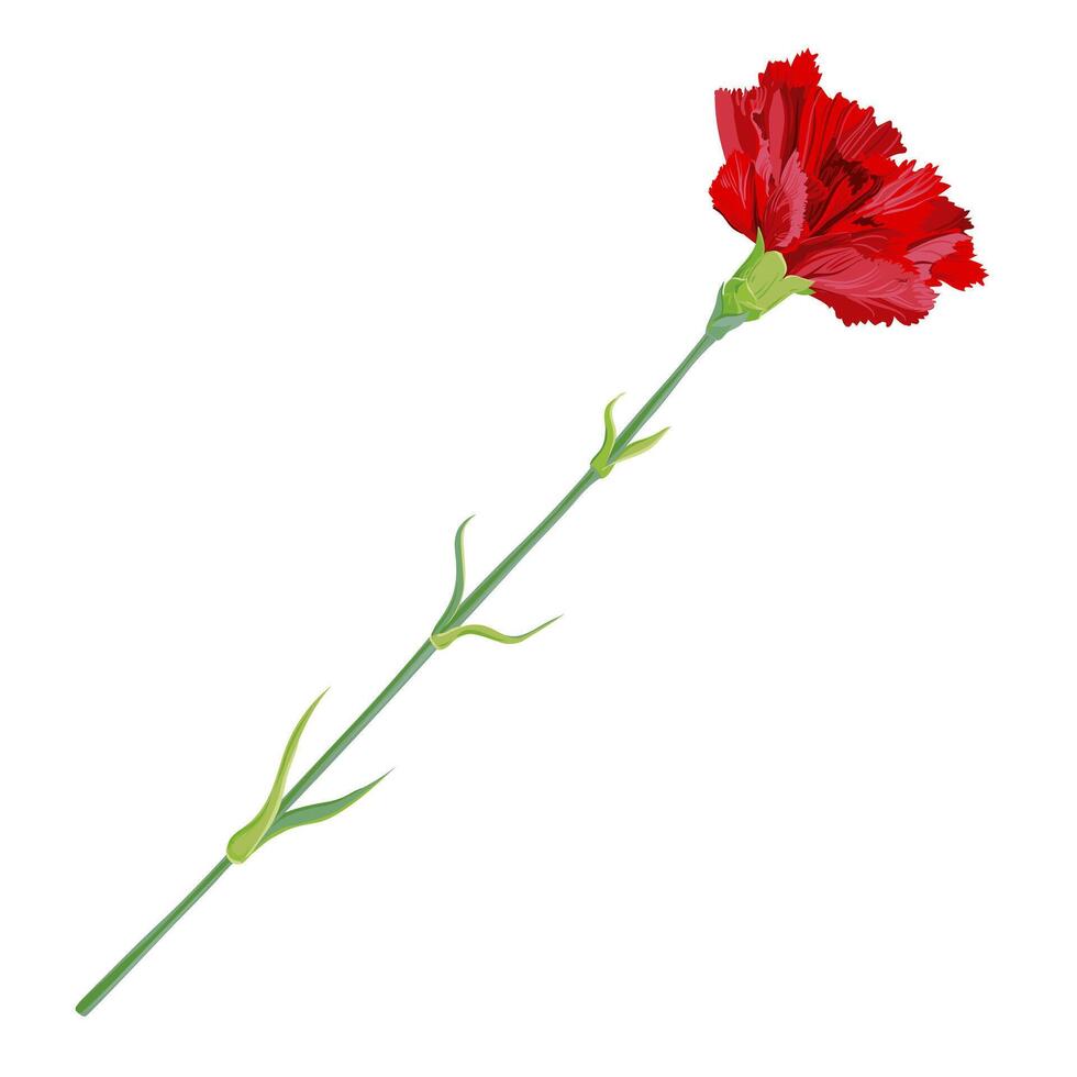 Red carnation isolated on a white background. Vector clip art for greeting cards for Valentine's Day, Mother's Day, May 9. Flowers for wedding decor.