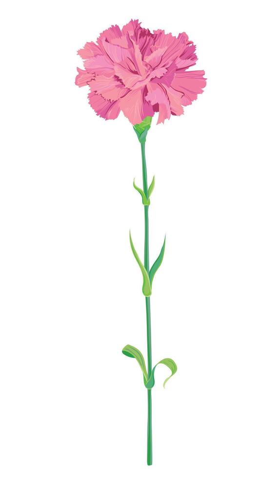 Pink carnation isolated on white background. Vector picture for greeting cards for Valentine's Day, Mother's Day, May 9. Flowers for wedding decor.