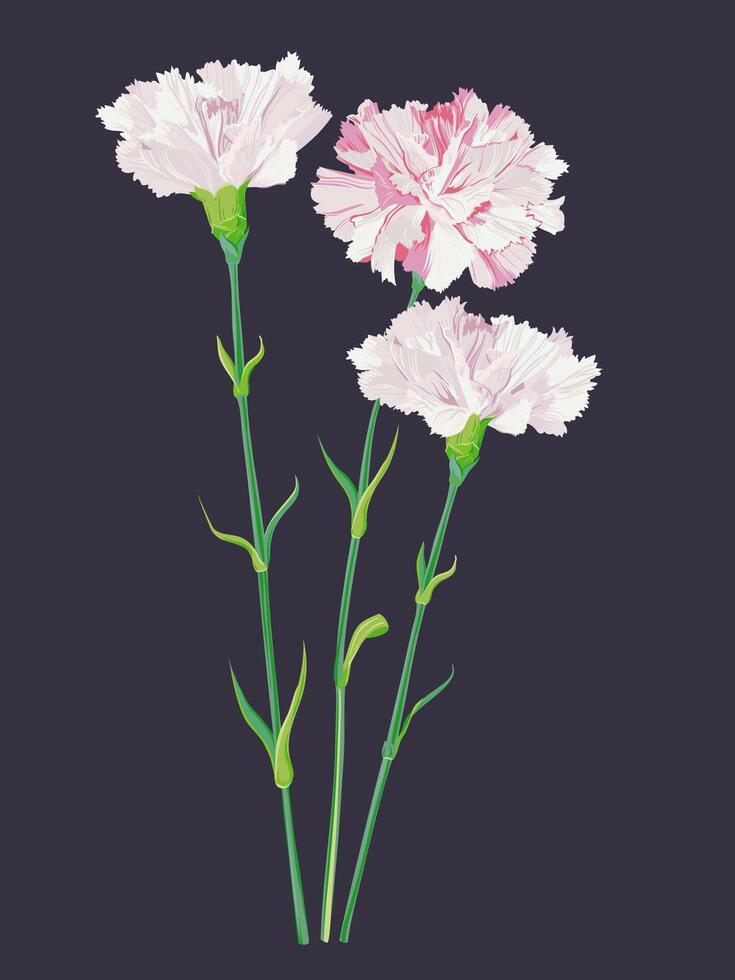 Bouquet of pink carnations. Greeting card for Mother's Day. Vector vintage illustration. Spring flowers as a gift to beloved parents.