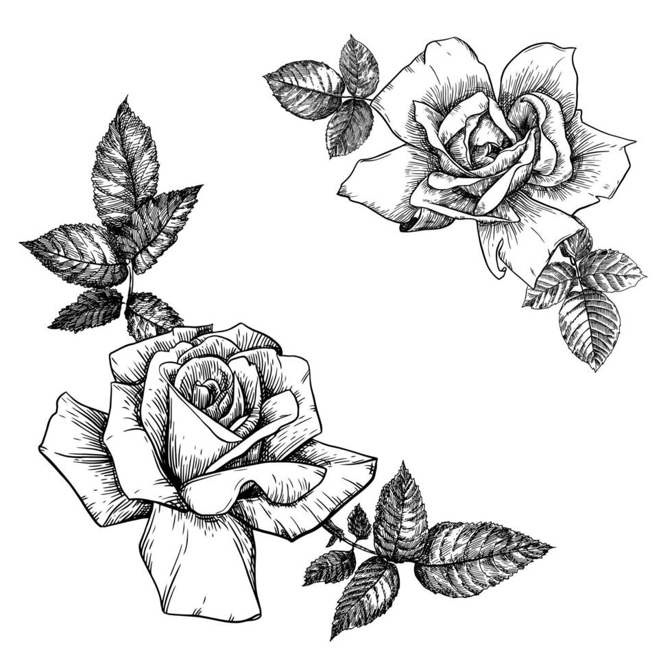 Blooming roses and leaves on a white background. Flowers in the style of engraving. Decorative vector elements for tattoos, greeting cards, wedding anniversary invitations. Vector. Retro style.