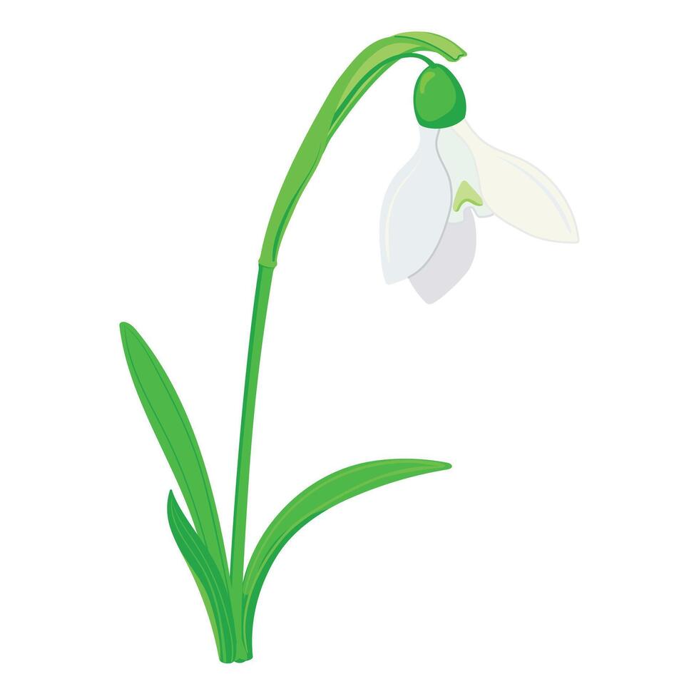 primavera flores en un blanco antecedentes. el primero campanillas de cerca. plano vector galanthus ilustración para saludo tarjetas y de la madre día invitaciones