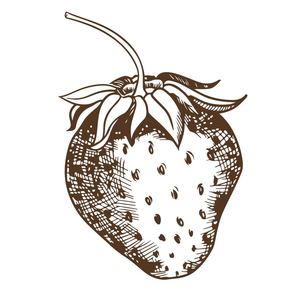 Linear drawing of strawberries, imitation of engraving technique. Detailed ink drawing of a farm berry on white background. Vector illustration of environmental product design. Sketch in etching style