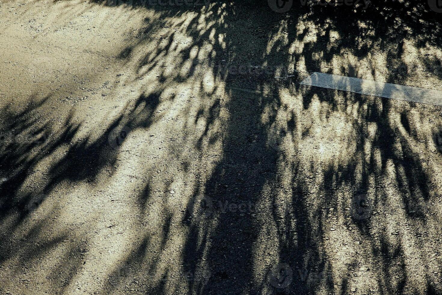 asfalto la carretera con árbol sombra y blanco línea. foto