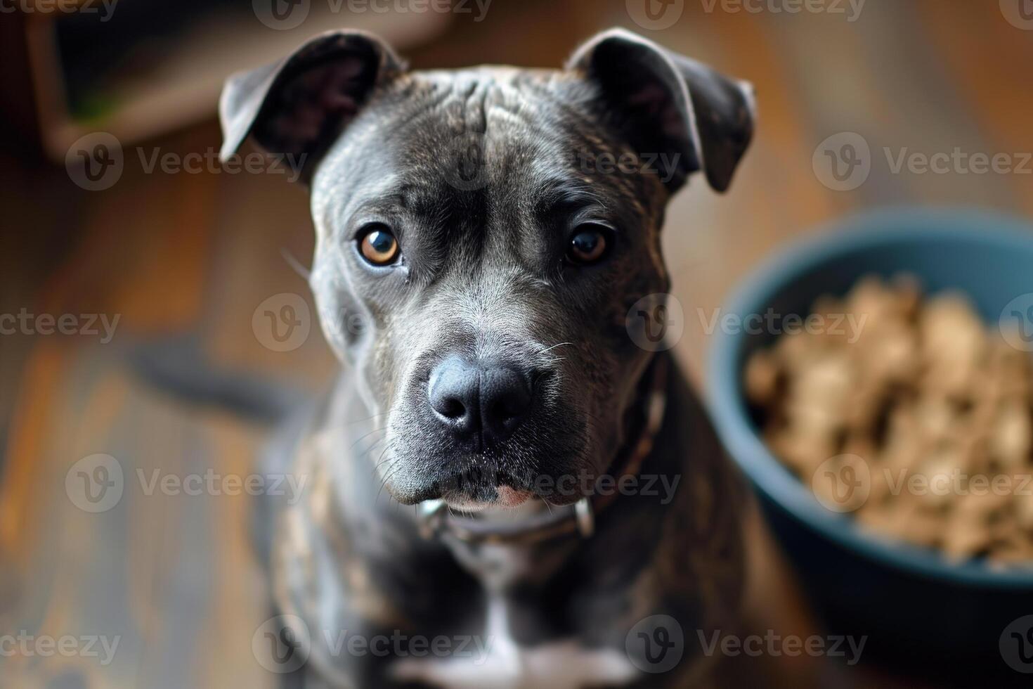 AI generated grey pitbull dog asking food photo