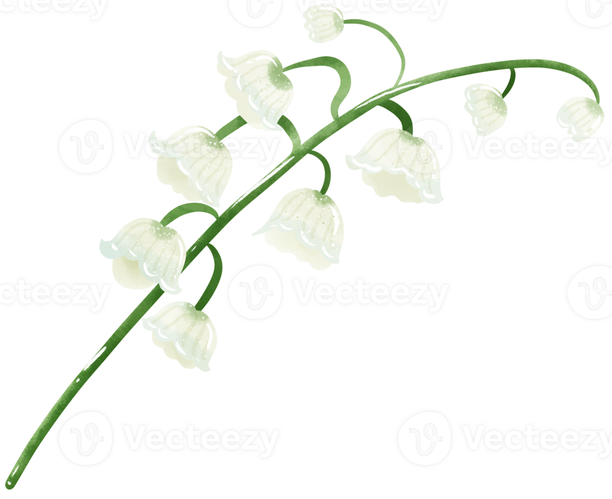 lilies of the valley branch bud Hand Drawn Watercolor illustration of spring flowers botanical drawing postcards, invitations to weddings, birthdays, spring and summer png