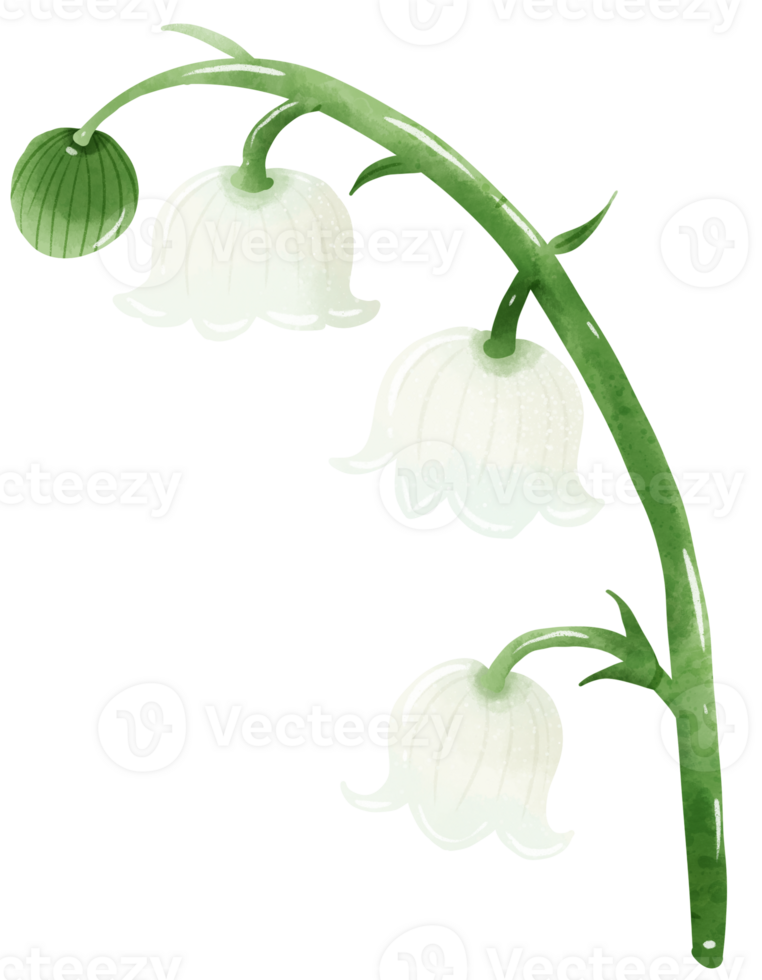 lilies of the valley branch bud Hand Drawn Watercolor illustration of spring flowers botanical drawing postcards, invitations to weddings, birthdays, spring and summer png