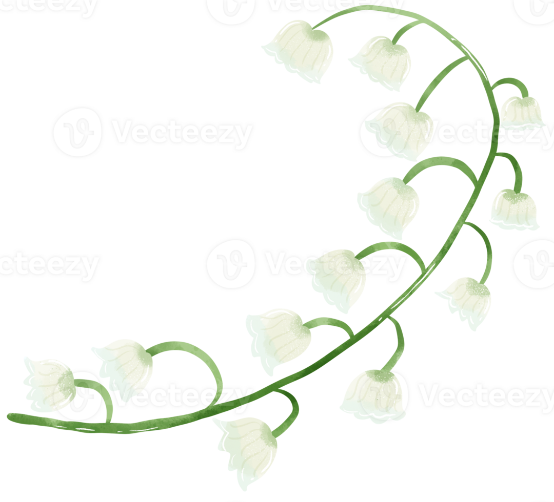 lilies of the valley branch bud Hand Drawn Watercolor illustration of spring flowers botanical drawing postcards, invitations to weddings, birthdays, spring and summer png