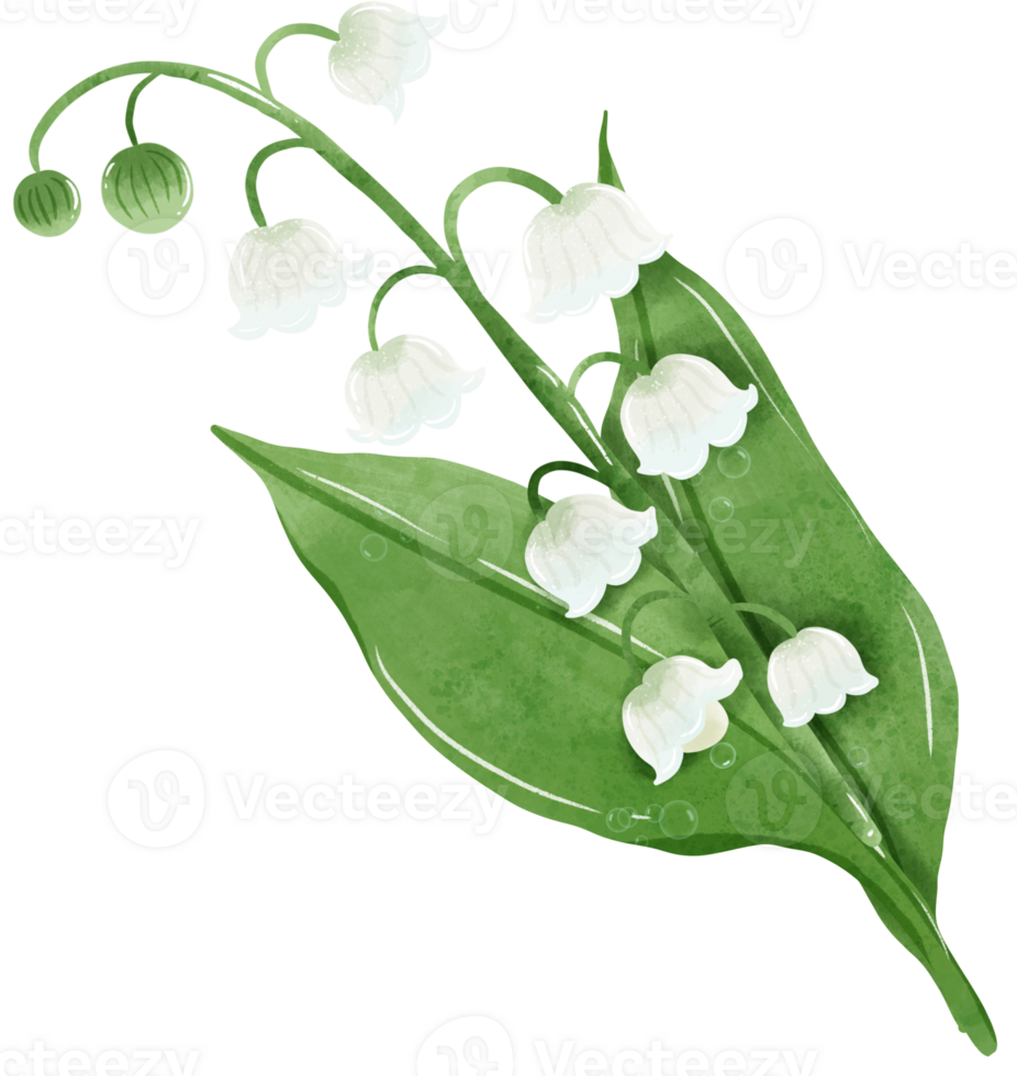 A composition of lilies of the valley Hand Drawn Watercolor illustration of spring flowers botanical drawing postcards, invitations to weddings, birthdays, spring and summer png