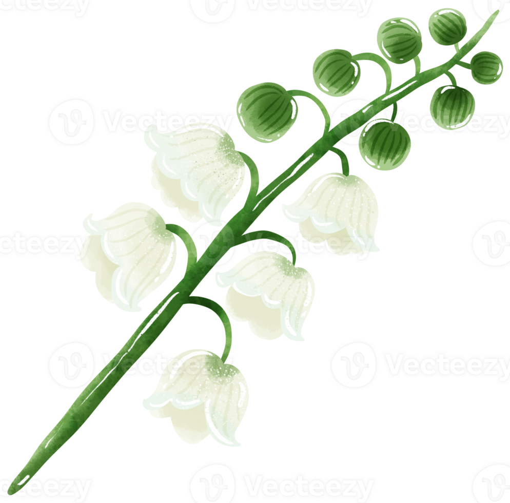 lilies of the valley branch bud Hand Drawn Watercolor illustration of spring flowers botanical drawing postcards, invitations to weddings, birthdays, spring and summer png