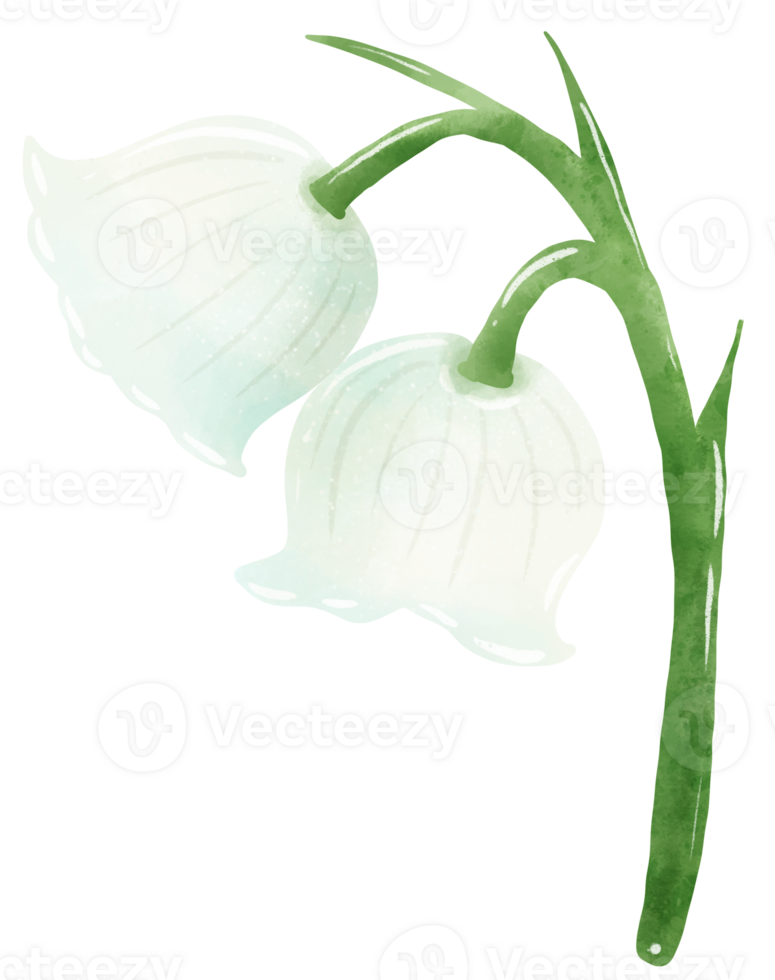 lilies of the valley branch bud Hand Drawn Watercolor illustration of spring flowers botanical drawing postcards, invitations to weddings, birthdays, spring and summer png