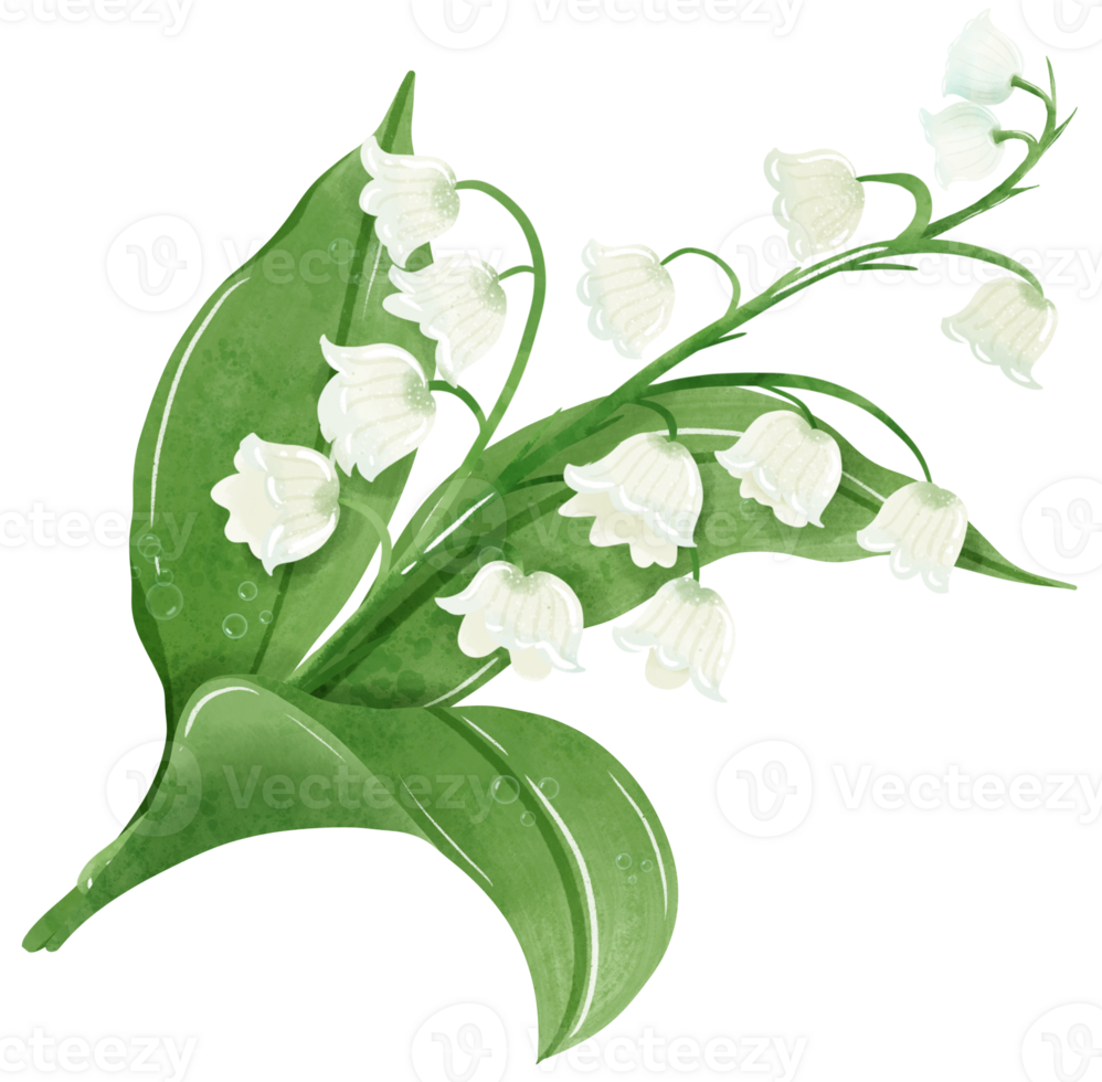 A composition of lilies of the valley Hand Drawn Watercolor illustration of spring flowers botanical drawing postcards, invitations to weddings, birthdays, spring and summer png
