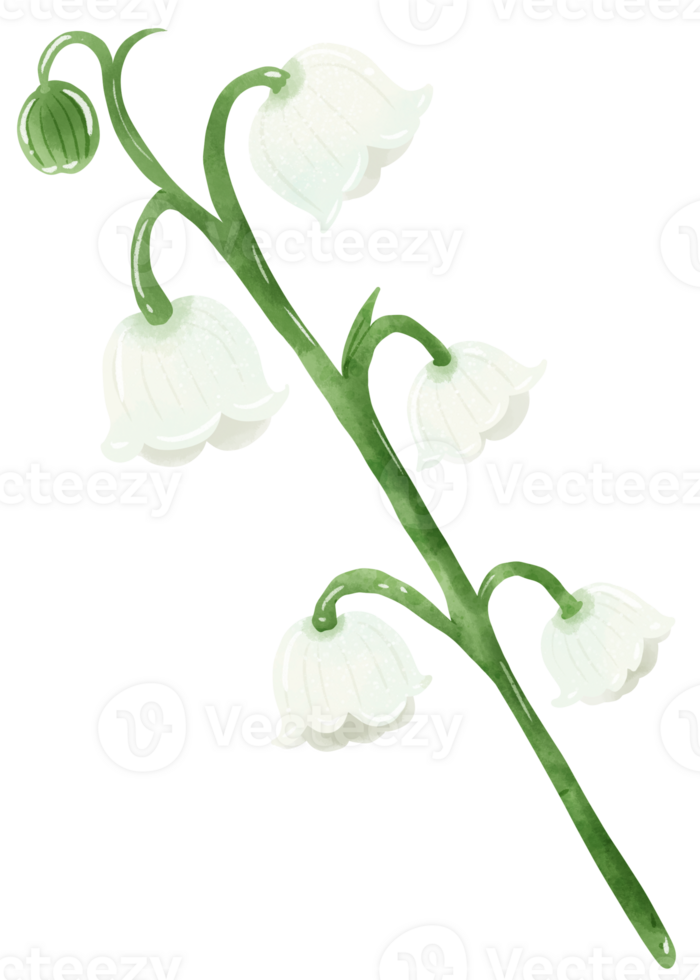 lilies of the valley branch bud Hand Drawn Watercolor illustration of spring flowers botanical drawing postcards, invitations to weddings, birthdays, spring and summer png