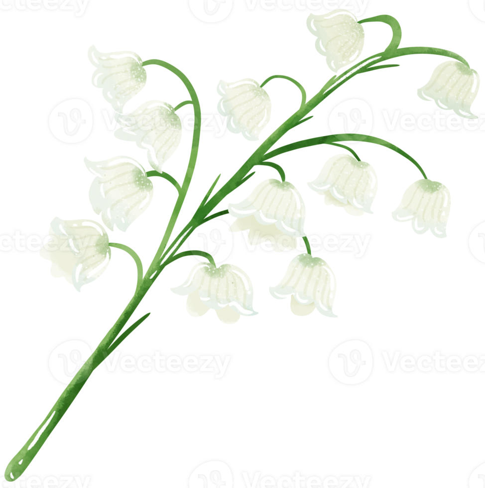 lilies of the valley branch bud Hand Drawn Watercolor illustration of spring flowers botanical drawing postcards, invitations to weddings, birthdays, spring and summer png
