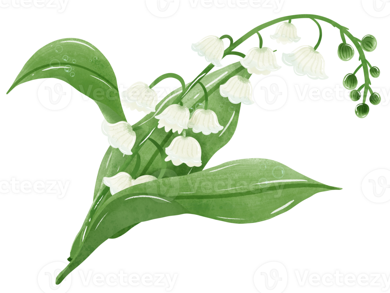 A composition of lilies of the valley Hand Drawn Watercolor illustration of spring flowers botanical drawing postcards, invitations to weddings, birthdays, spring and summer png