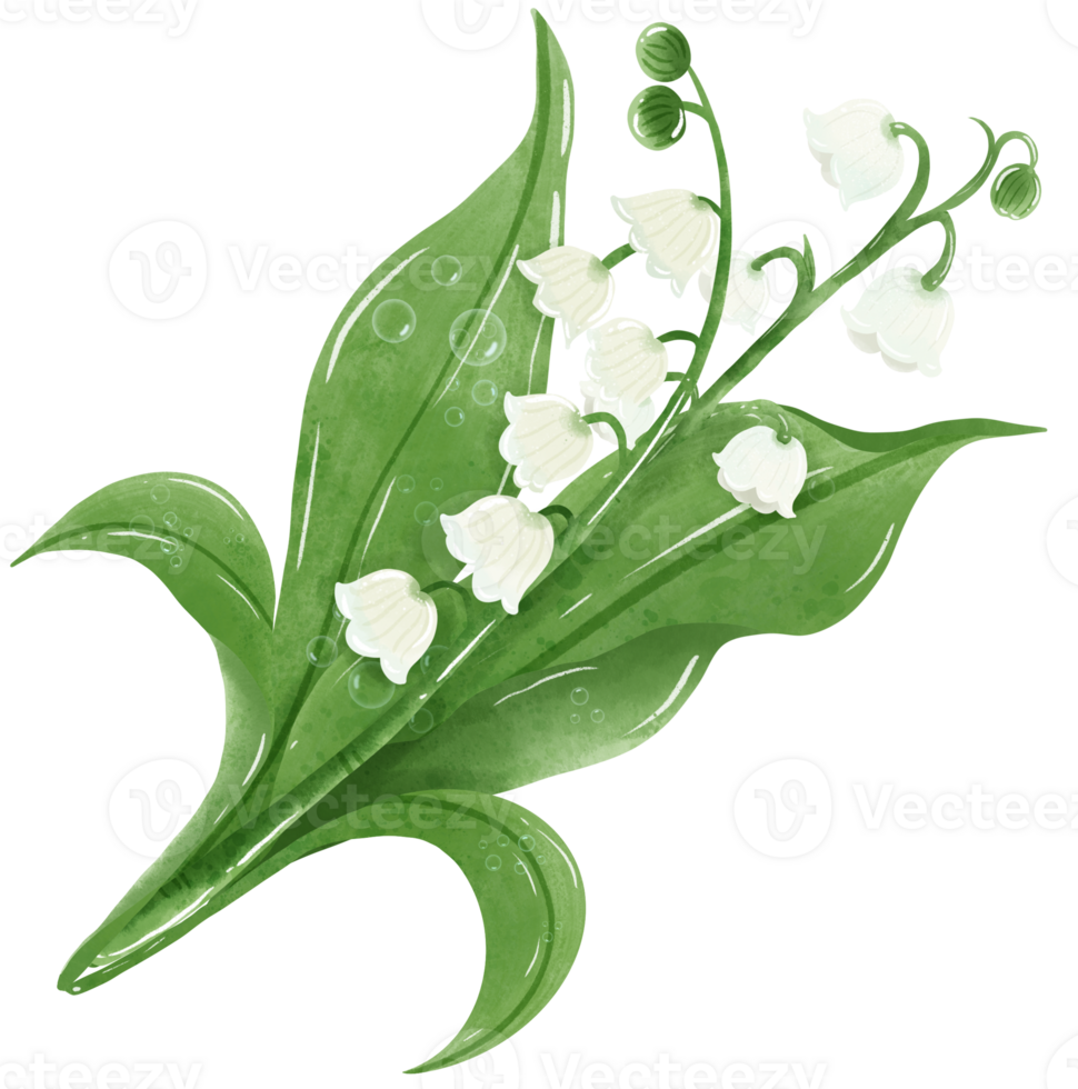 A composition of lilies of the valley Hand Drawn Watercolor illustration of spring flowers botanical drawing postcards, invitations to weddings, birthdays, spring and summer png