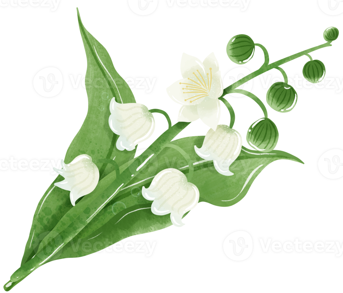 A composition of lilies of the valley Hand Drawn Watercolor illustration of spring flowers botanical drawing postcards, invitations to weddings, birthdays, spring and summer png