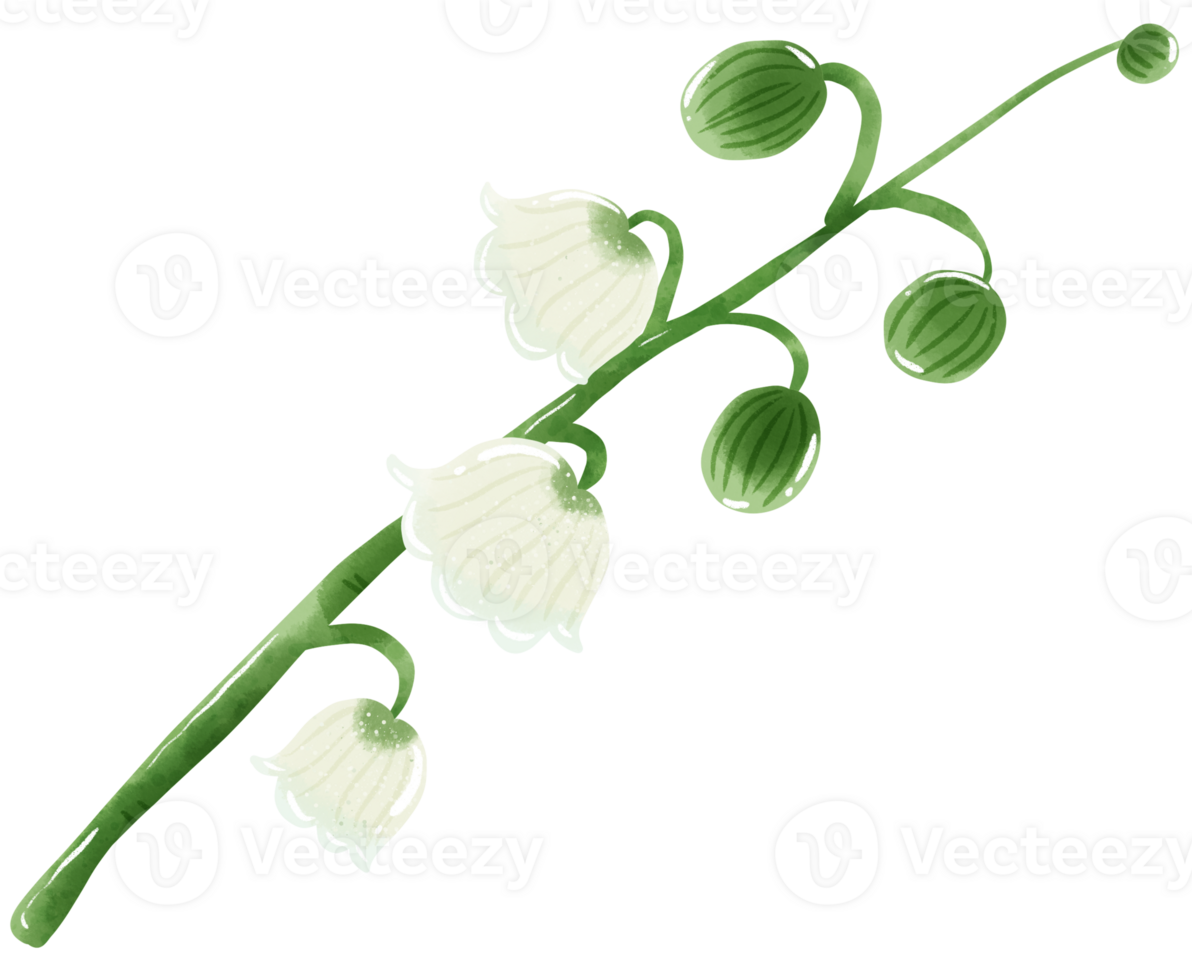 lilies of the valley branch bud Hand Drawn Watercolor illustration of spring flowers botanical drawing postcards, invitations to weddings, birthdays, spring and summer png