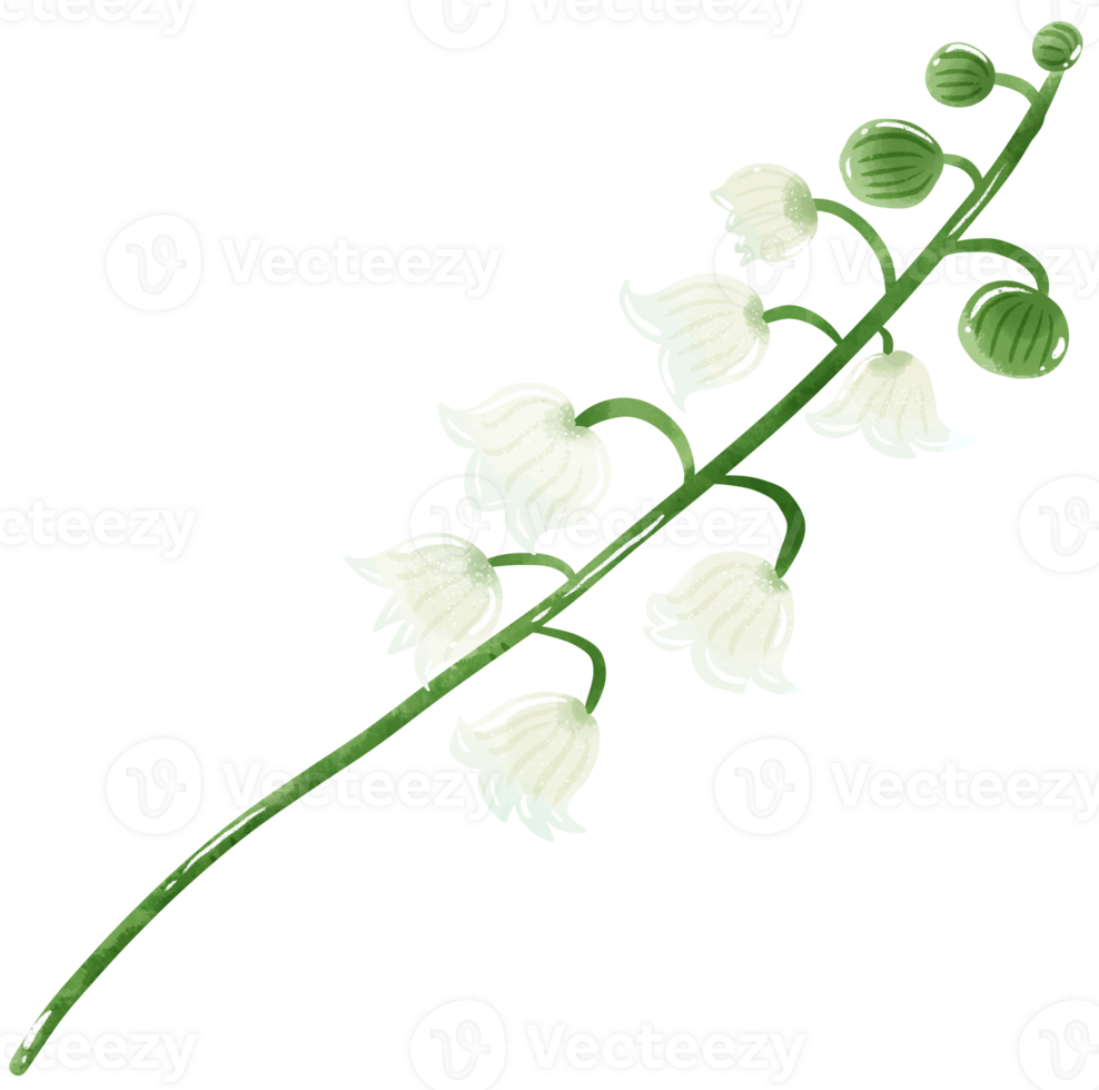 lilies of the valley branch bud Hand Drawn Watercolor illustration of spring flowers botanical drawing postcards, invitations to weddings, birthdays, spring and summer png