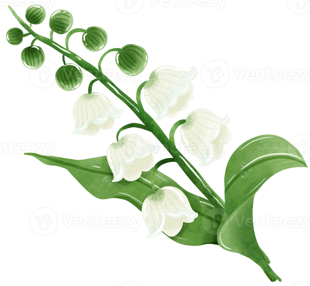 A composition of lilies of the valley Hand Drawn Watercolor illustration of spring flowers botanical drawing postcards, invitations to weddings, birthdays, spring and summer png