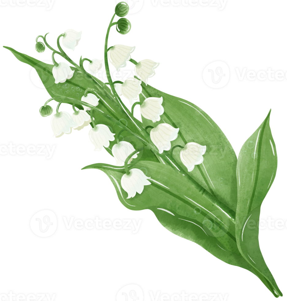 A composition of lilies of the valley Hand Drawn Watercolor illustration of spring flowers botanical drawing postcards, invitations to weddings, birthdays, spring and summer png