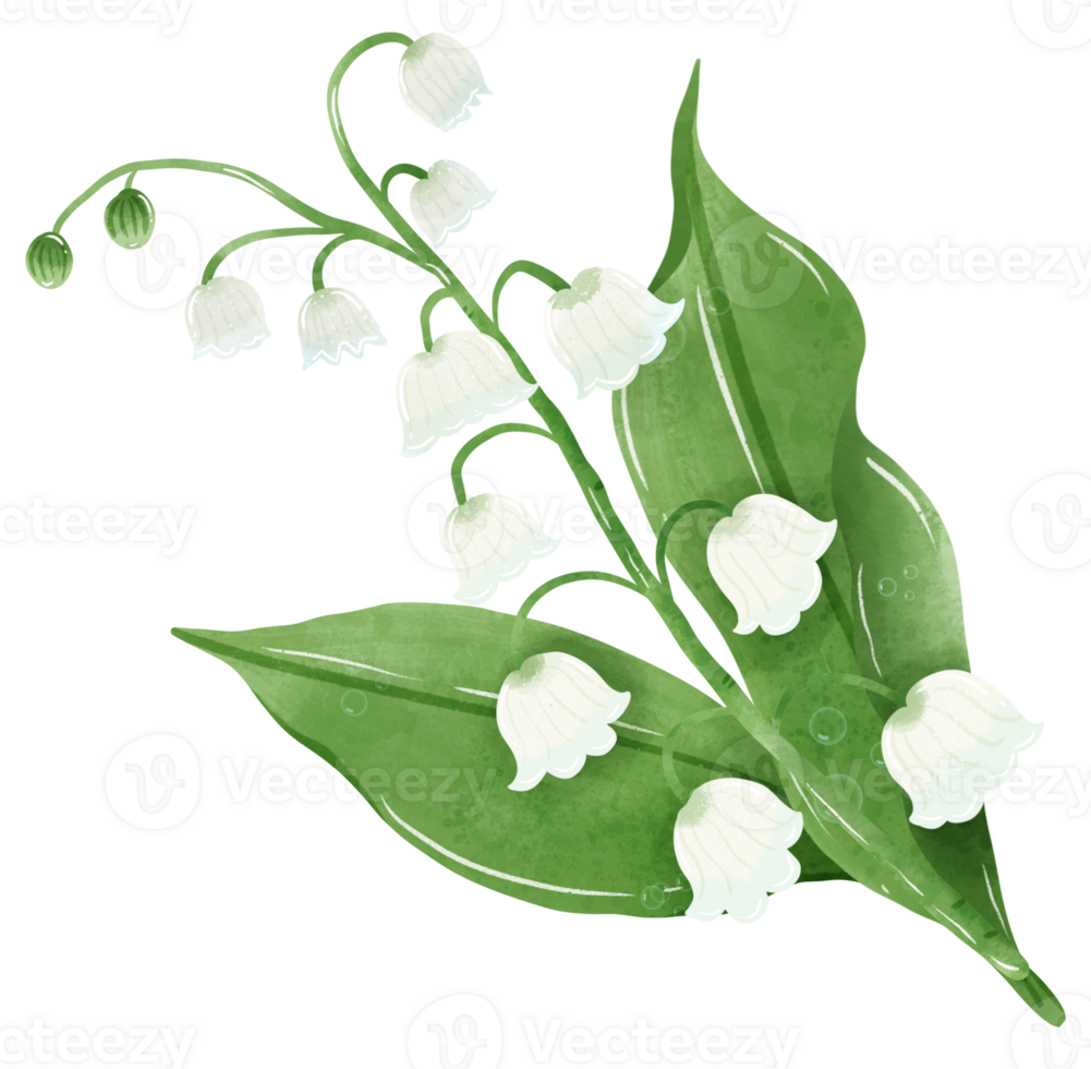 A composition of lilies of the valley Hand Drawn Watercolor illustration of spring flowers botanical drawing postcards, invitations to weddings, birthdays, spring and summer png