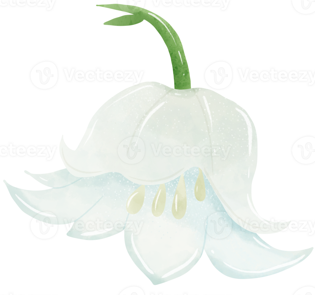 lilies of the valley branch bud Hand Drawn Watercolor illustration of spring flowers botanical drawing postcards, invitations to weddings, birthdays, spring and summer png
