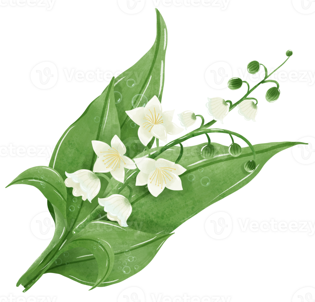 A composition of lilies of the valley Hand Drawn Watercolor illustration of spring flowers botanical drawing postcards, invitations to weddings, birthdays, spring and summer png