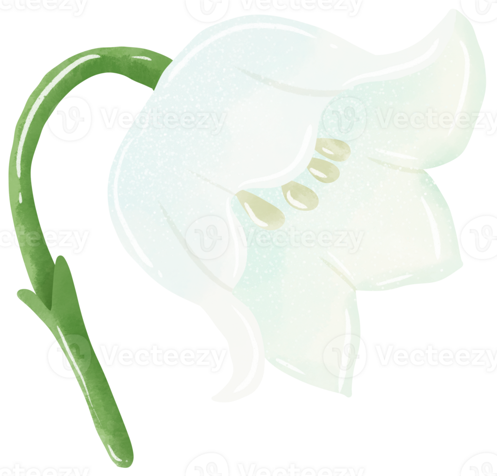 lilies of the valley branch bud Hand Drawn Watercolor illustration of spring flowers botanical drawing postcards, invitations to weddings, birthdays, spring and summer png