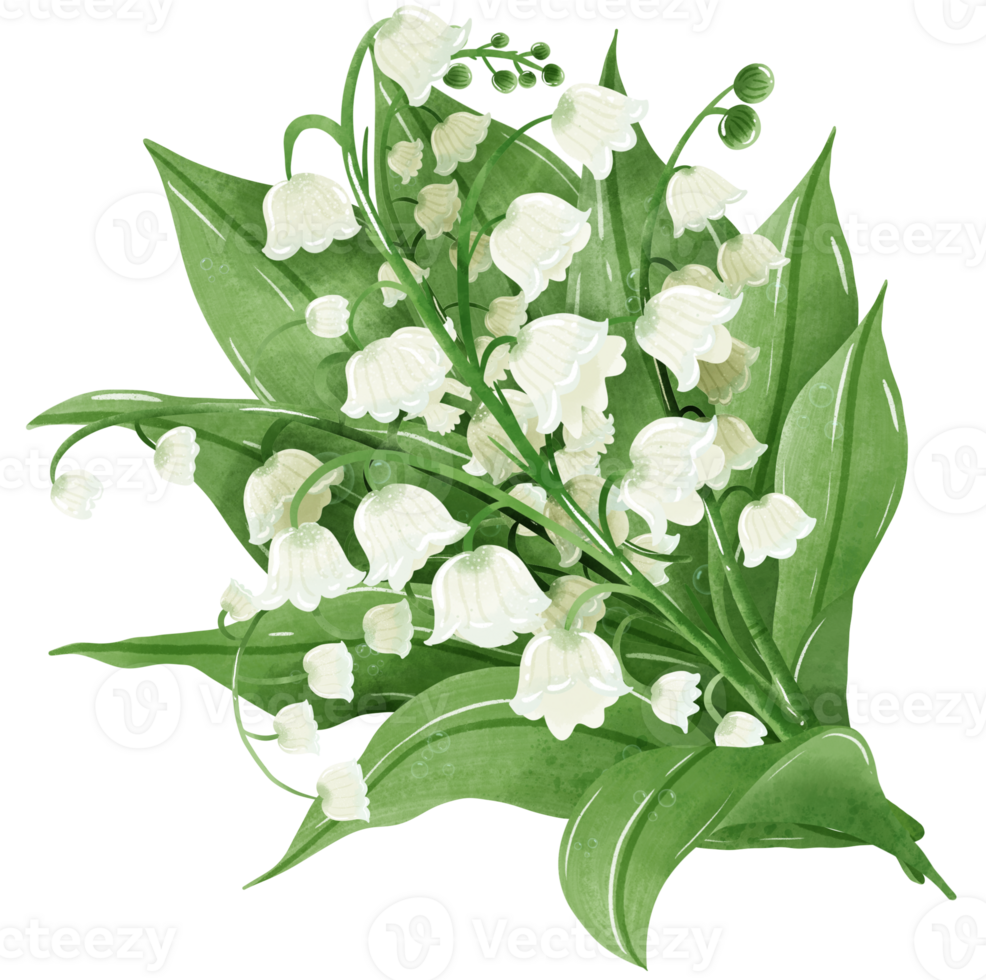 A bouquet of lilies of the valley.  Hand Drawn Watercolor illustration of spring flowers png