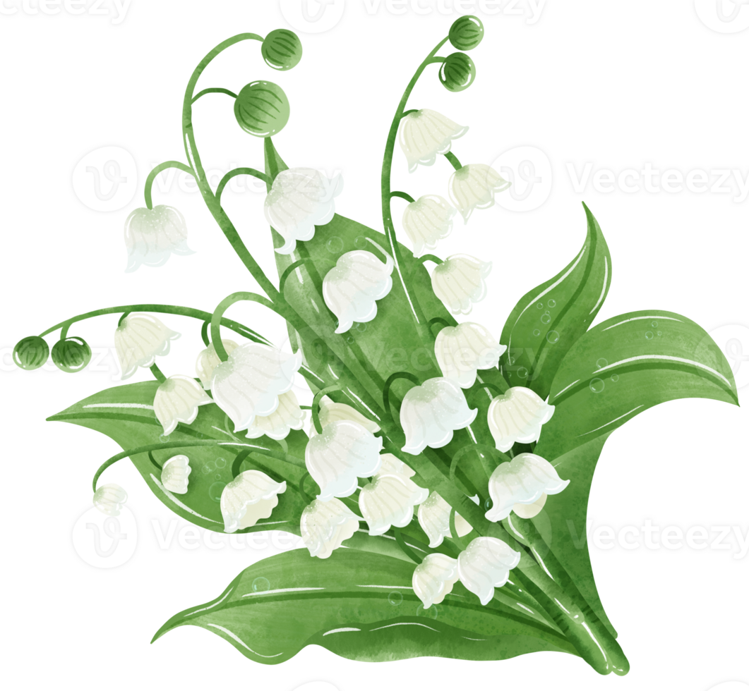 A bouquet of lilies of the valley.  Hand Drawn Watercolor illustration of spring flowers png