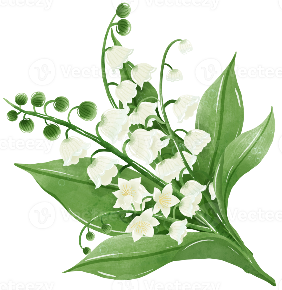 A bouquet of lilies of the valley.  Hand Drawn Watercolor illustration of spring flowers png