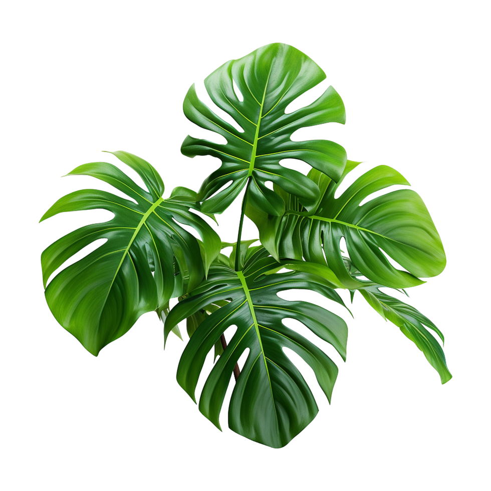 AI generated Tropical plant isolated on transparent background png ...