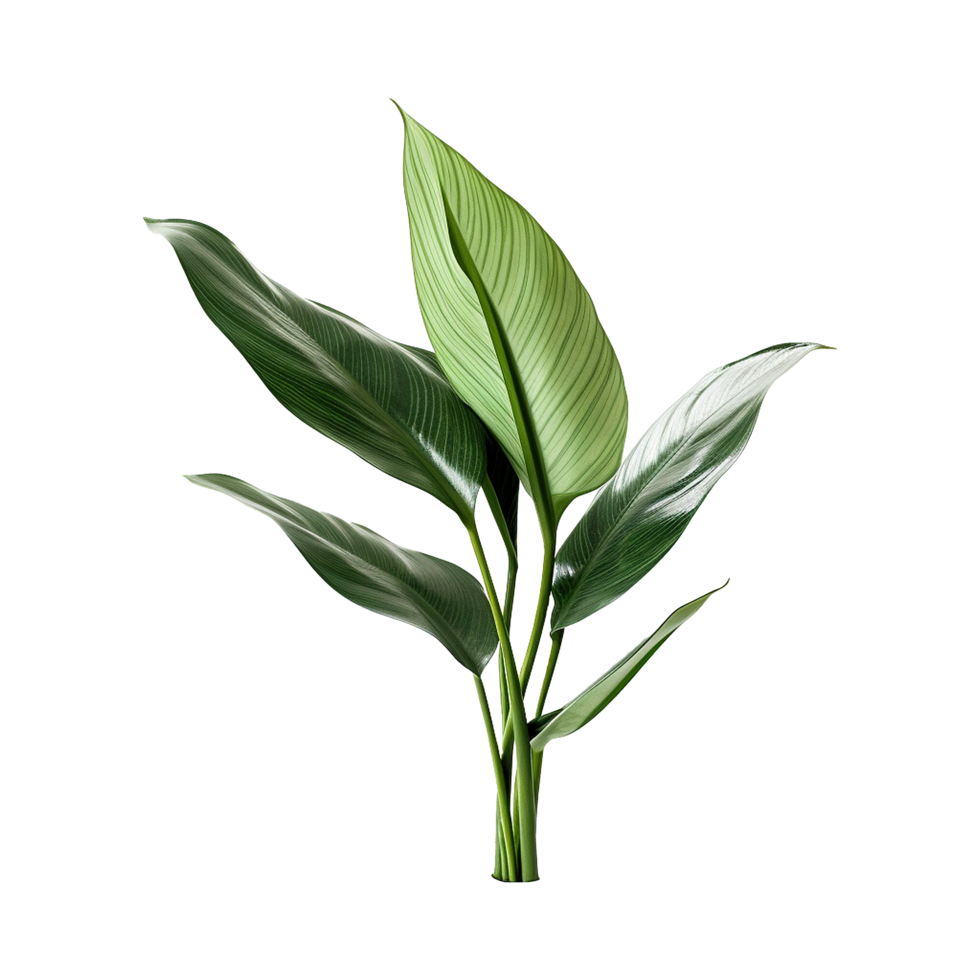 AI generated Tropical plant isolated on transparent background png