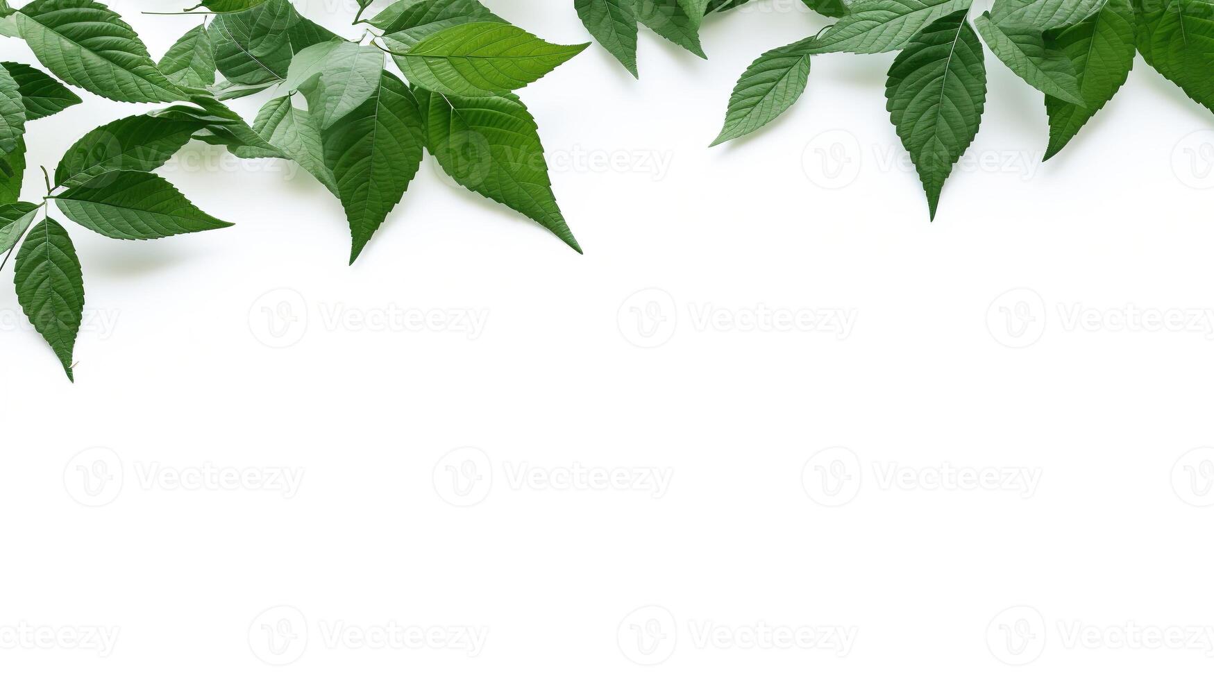 AI generated Green Leaves on White Background. Copy Space, Presentation, Environment, Leaf, Plant photo