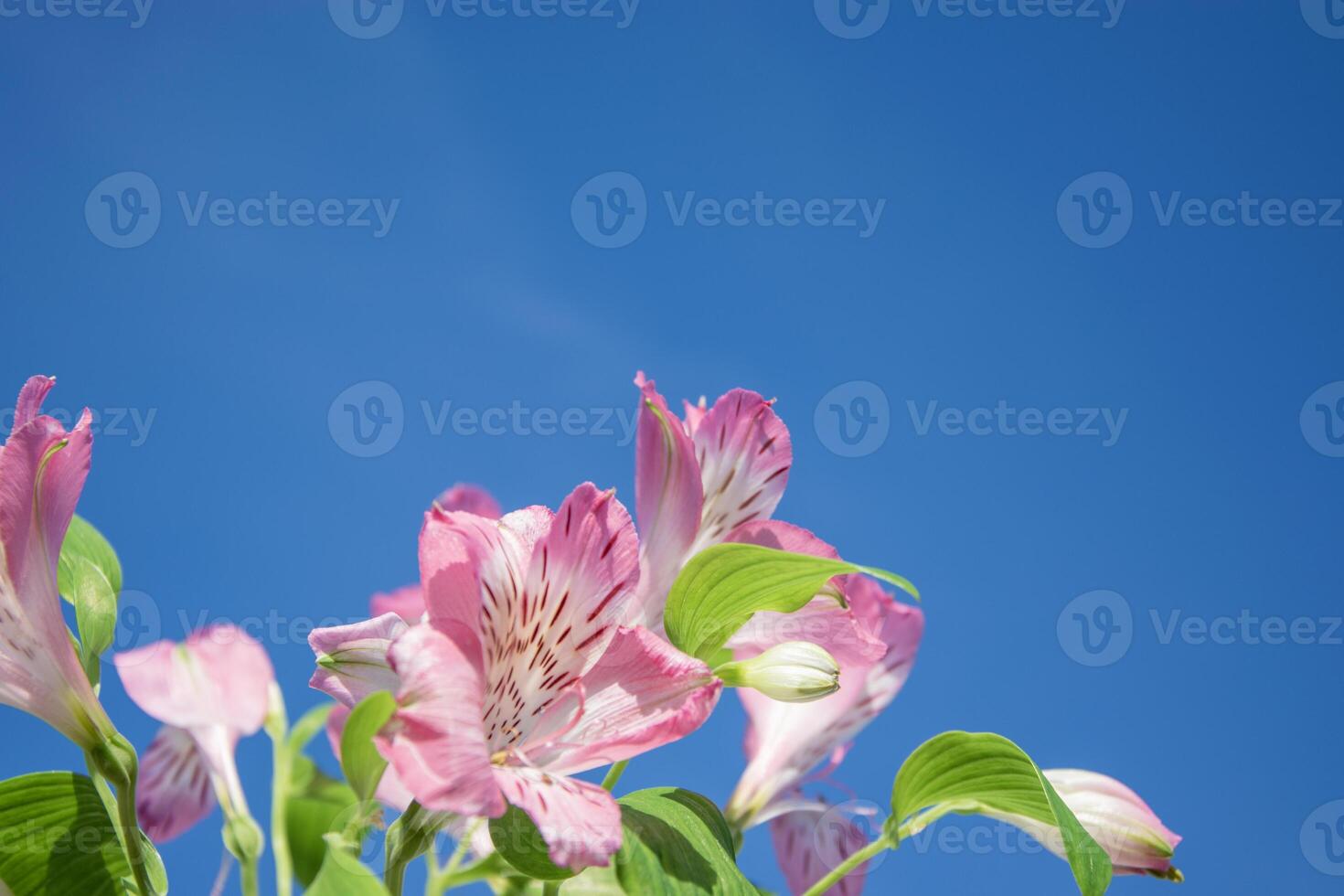 Alstroemeria flowers, against a blue sky, copyspace on the right for your text. photo