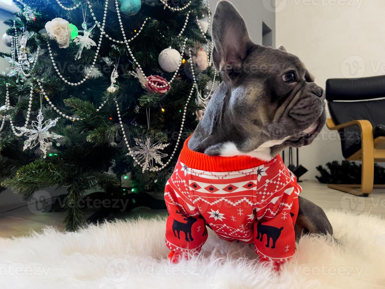 Close-up profile of a French bulldog. Stylishly dressed dog on the background of a Christmas tree. Dark little dog in red Christmas outfit on soft white carpet. photo